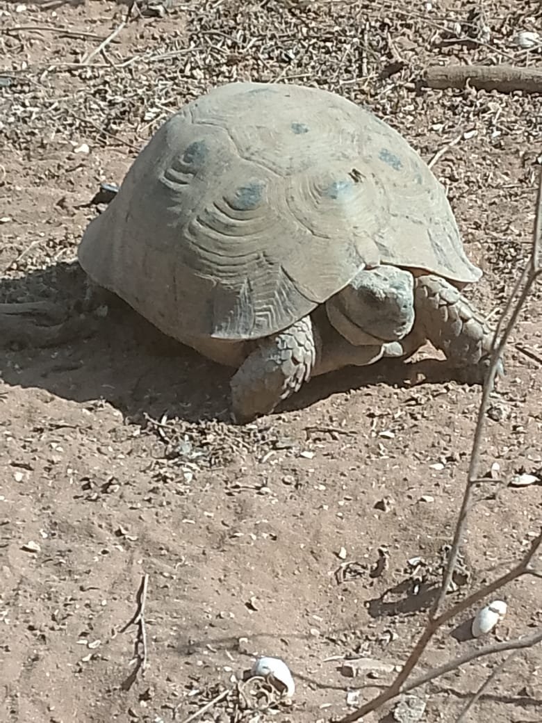 Marche nature et falaise Mirleft